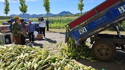 東高村鎮(zhèn) 復(fù)墾田里“金”滿地，三百余畝玉米迎豐收