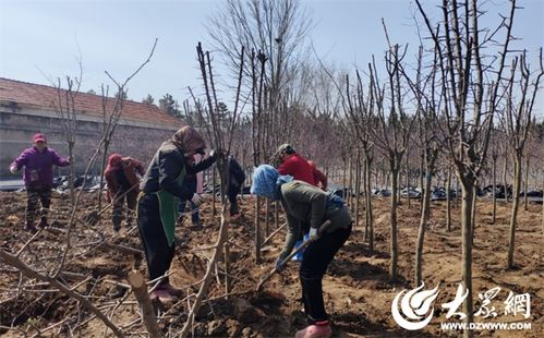煙臺園林 引進(jìn)新品種苗木，筑就生態(tài)宜居城市新畫卷