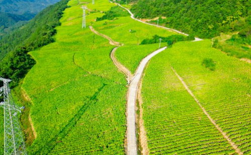 奉節(jié)新篇 貧瘠土地華麗轉(zhuǎn)身，花果之鄉(xiāng)筑夢宜居家園